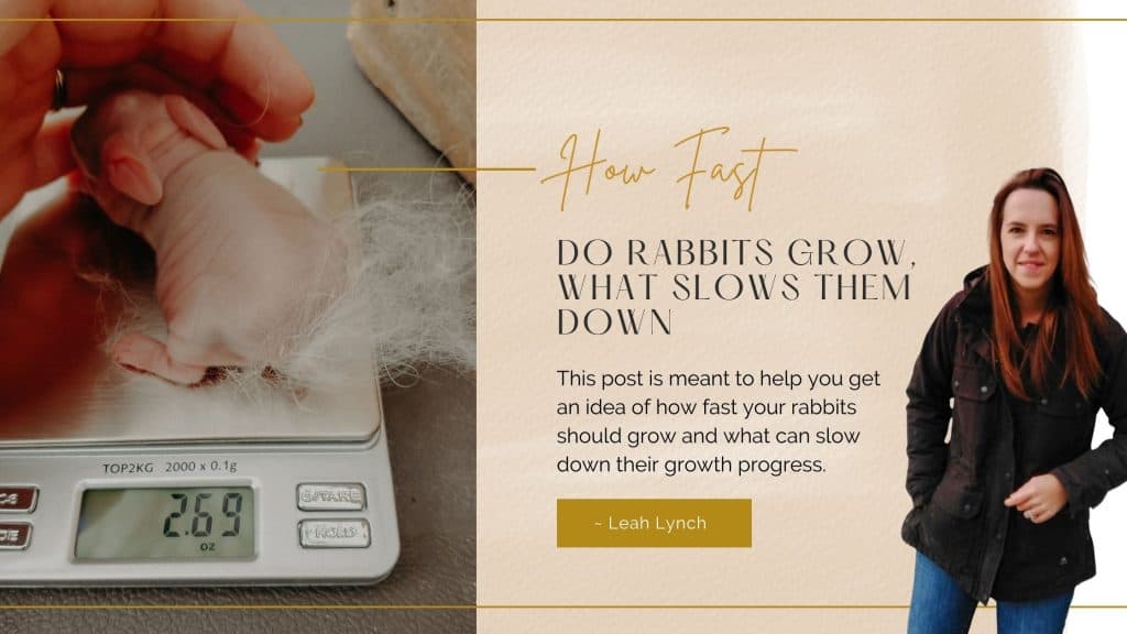 how fast do rabbits grow intro image