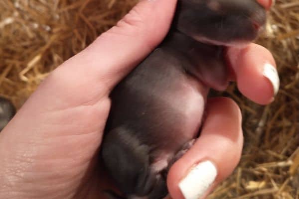 Young baby rabbit with a full belly