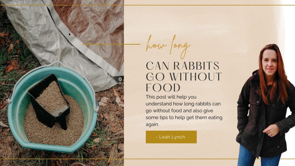 how long can rabbits go without food intro image