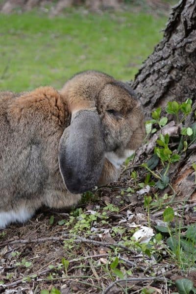 french lop rabbit standing nest to a tree, how long do floppy eared rabbits live header image.