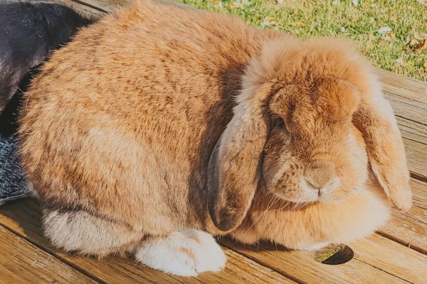 french lop rabbit sitting on a table