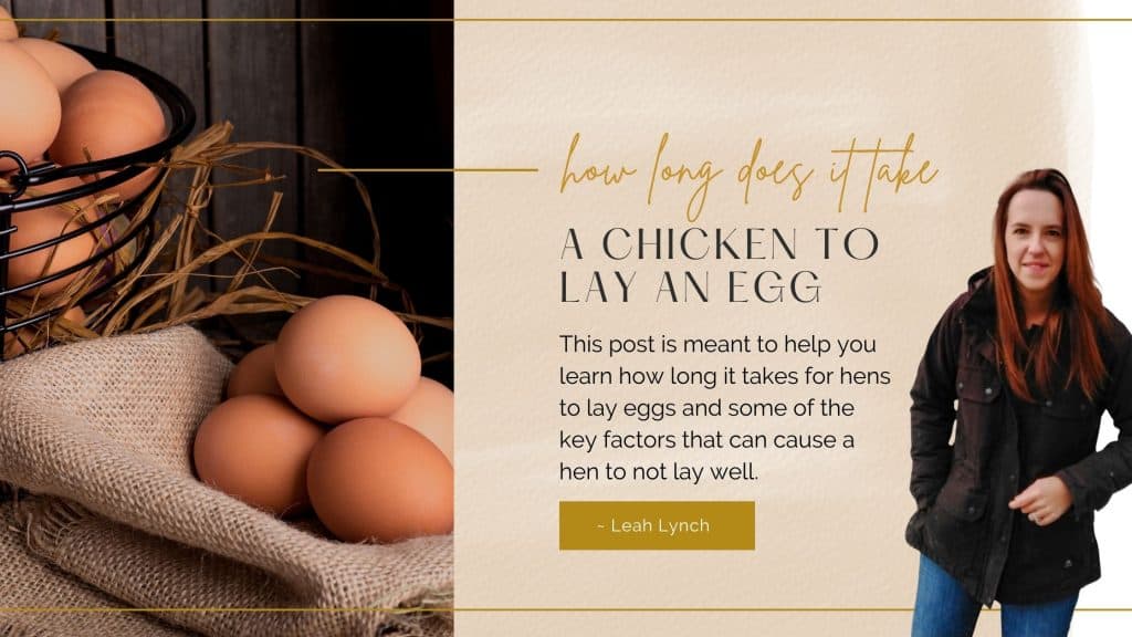 how long does it take for a chicken to lay an egg intro image