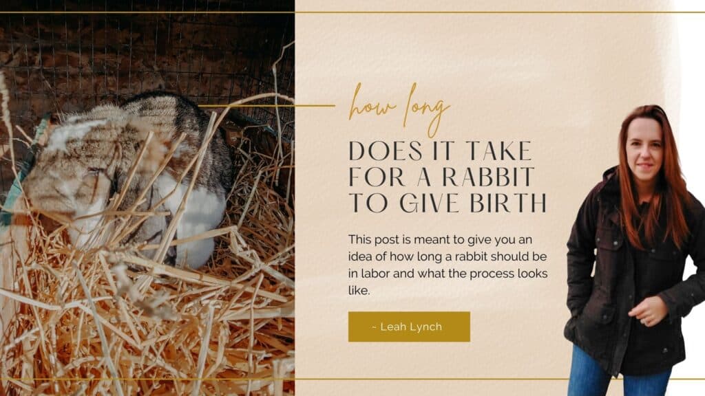 how long does it take for a rabbit to give birth intro image