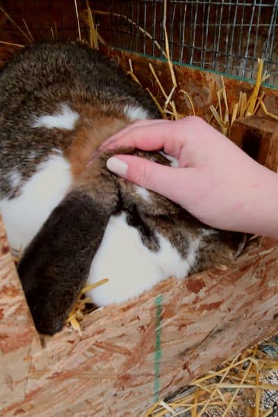 How Long Does It Take For A Rabbit To Give Birth (Domestic)