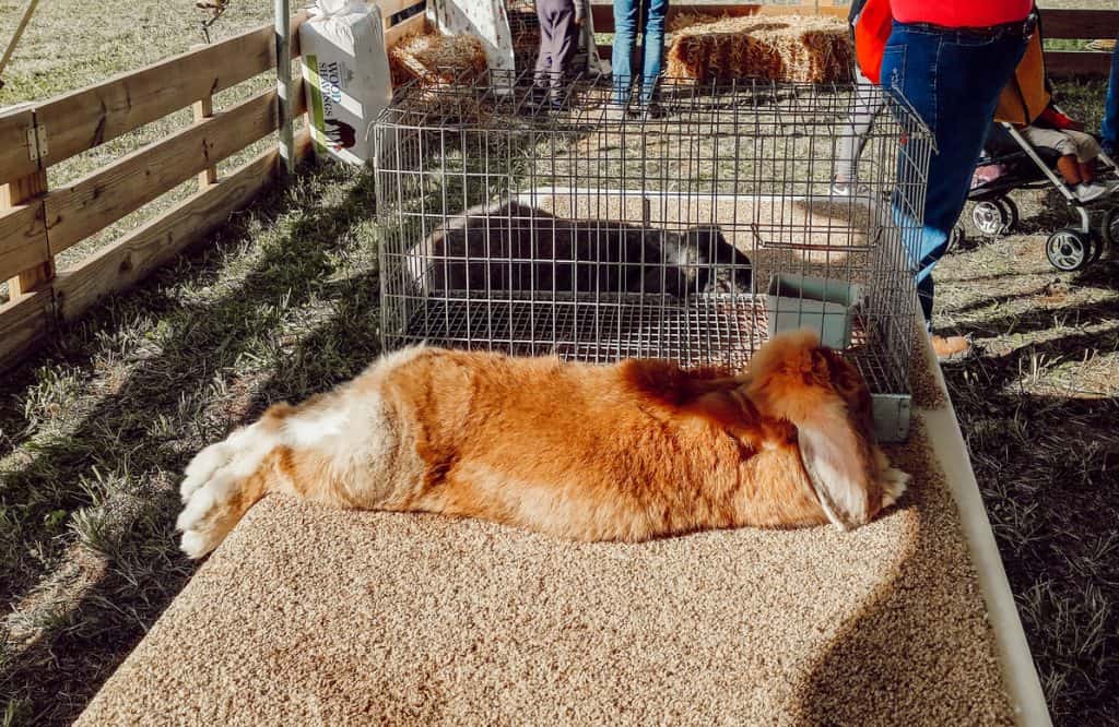 French lop doe laying on a table -french lops for sale
