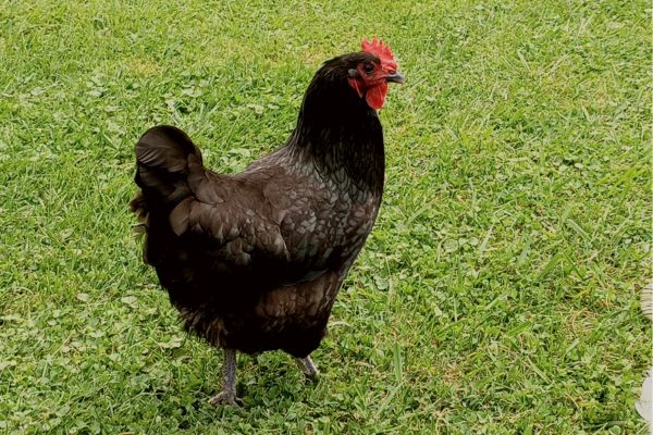 black Australorp hen