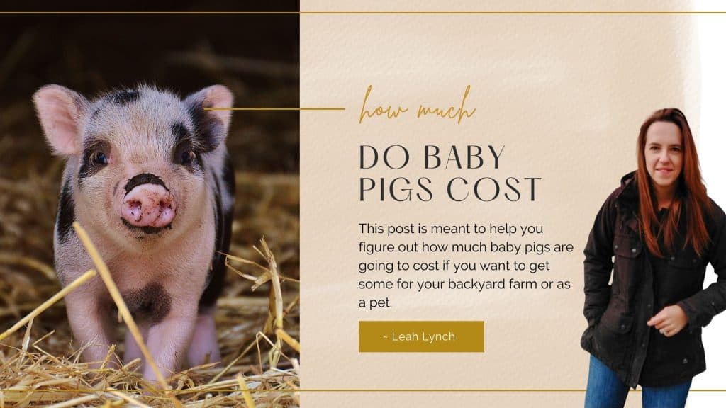 how much do baby pigs cost intro image