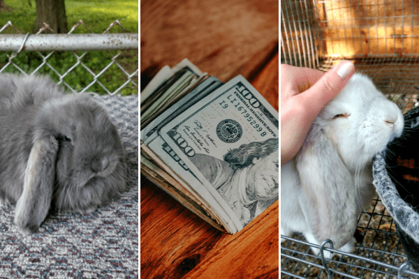 How much does a rabbit cost header image, three images, two rabbits and money