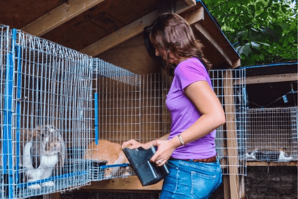 leah lynch feeding her rabbits. they are in wire mesh cages hanging from a lean-to style hutch