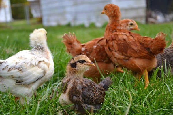 Young chickens in a back yard 