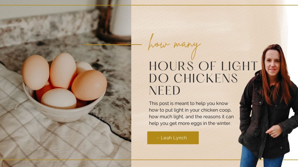 how much light do chickens need to pay eggs intro image