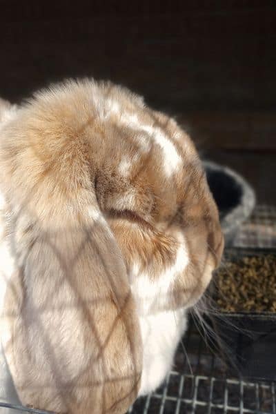 How Old Do Rabbits Have To Be To Breed? The Optimal Age for Healthy Litters