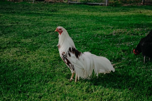 rooster standing in the yard