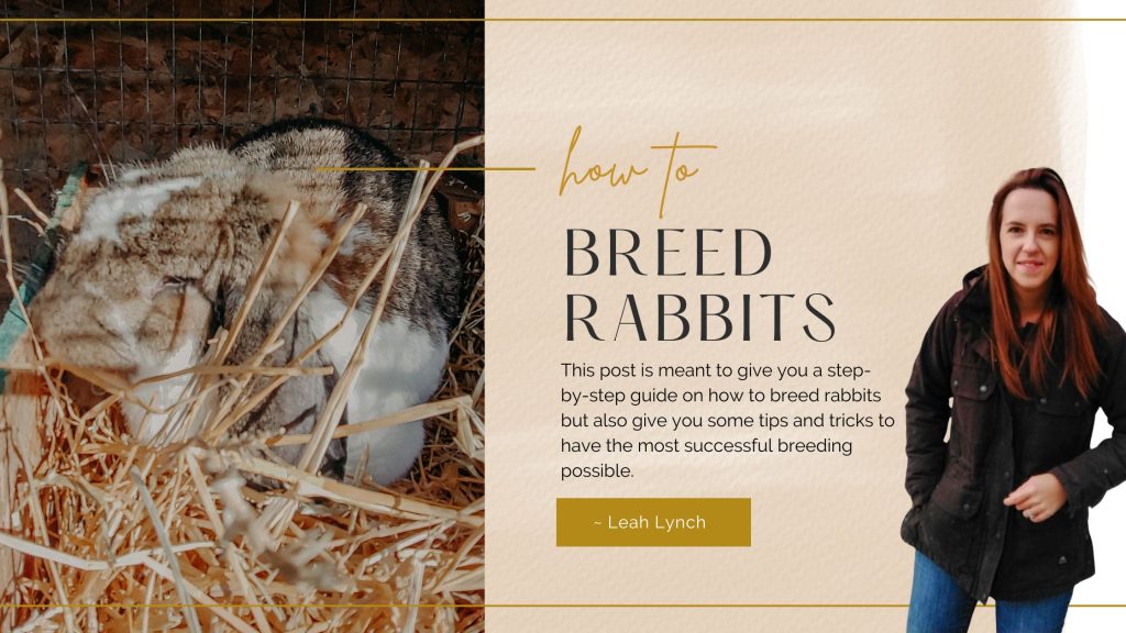 rabbit breeding intro image