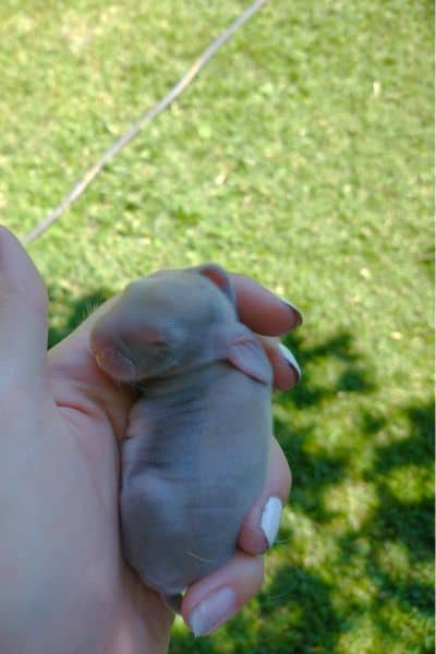 newborn bunny
