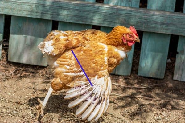Where to trim a chickens wing