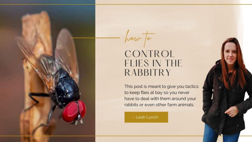 how to keep flies away from rabbits intro image