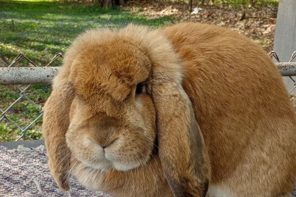 male french lop