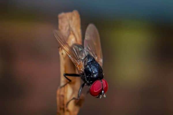 Fly perched on a stick.