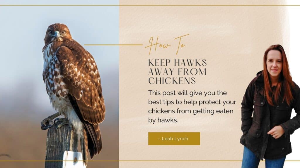 how to keep hawks away from chickens intro image