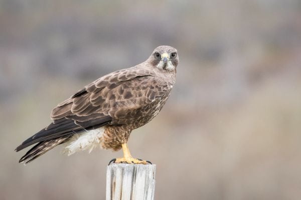 Hawk sitting on a post stalking chickens
