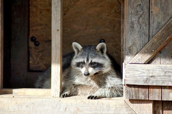 raccoon sitting in a chicken coop window