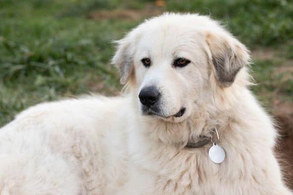 great Pyrenees dog laying on the ground