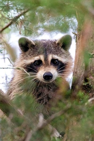 14 Fantastic Tips On How To Keep Raccoons Away From Chickens That Actually Work