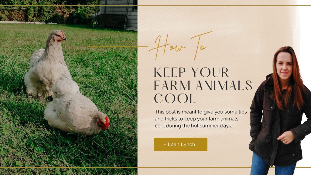 how to keep your farm animals cool in the summer header image