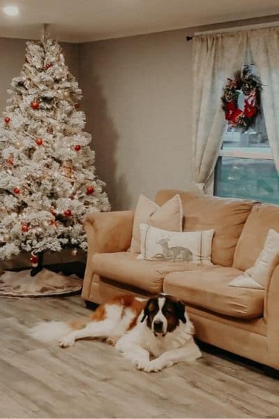 saint bernard dog laying by the couch with Christmas tree to the left