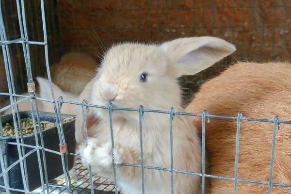 a cute solid cream french lop rabbit