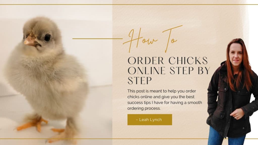 header image for how to order chicks online.