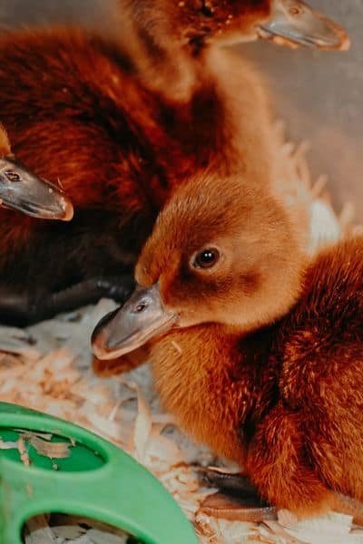 how to raise baby ducks header image, brown baby ducks