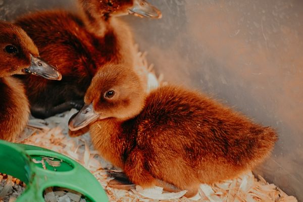 baby ducks in a tub