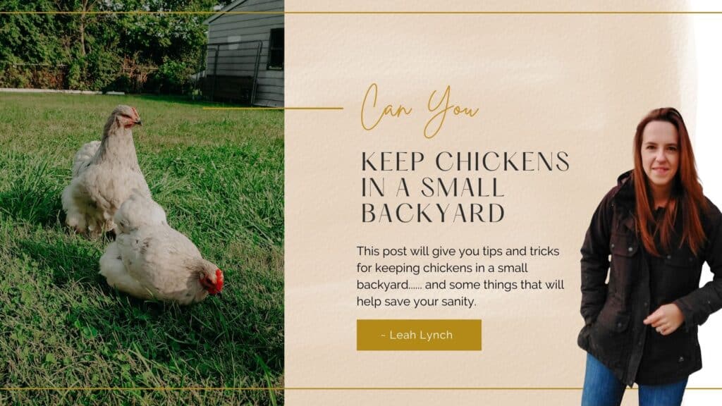 how to raise chickens in a small backyard intro image