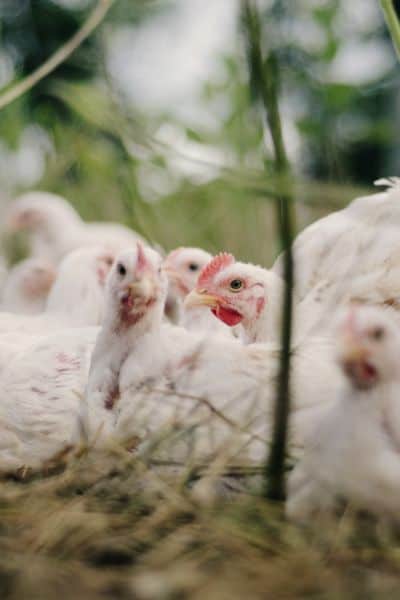 Beginners Guide On How To Raise Meat Chickens Fast And Efficiently