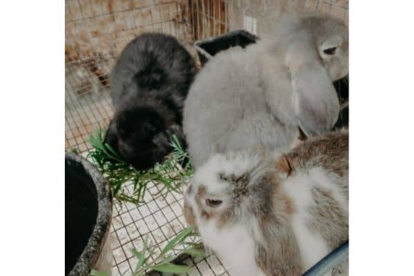 Baby french lop rabbits