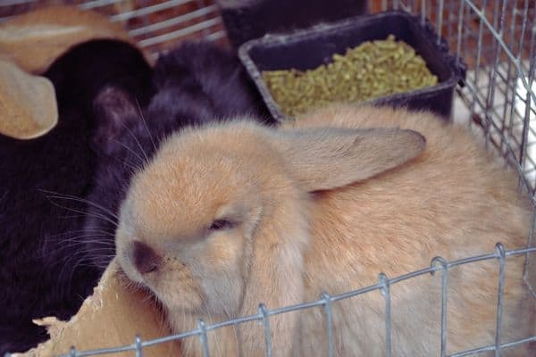 Young french lop rabbit