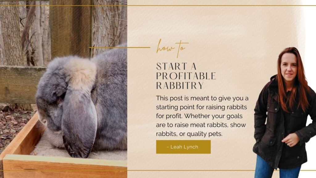 how to raise rabbits for profit intro image