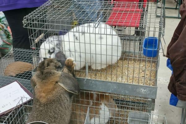 two rabbits in a show travel carrier at a rabbit show