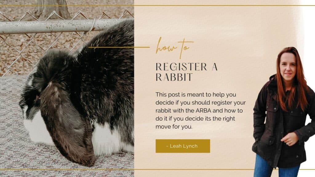 how to register a rabbit intro image