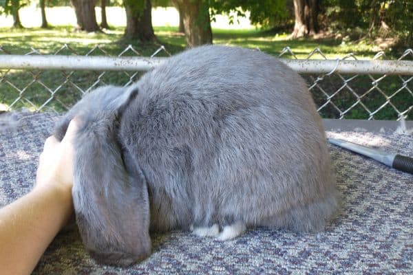Posed blue french lop buck