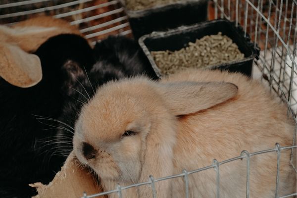 litter of baby french lops