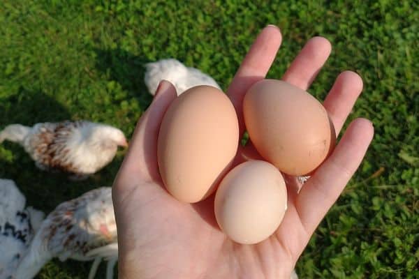 hand holding three chicken eggs