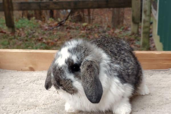 french lop rabbit