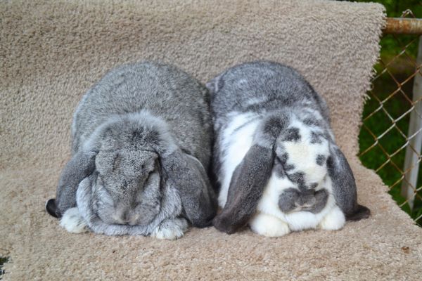 two french lop rabbits 
