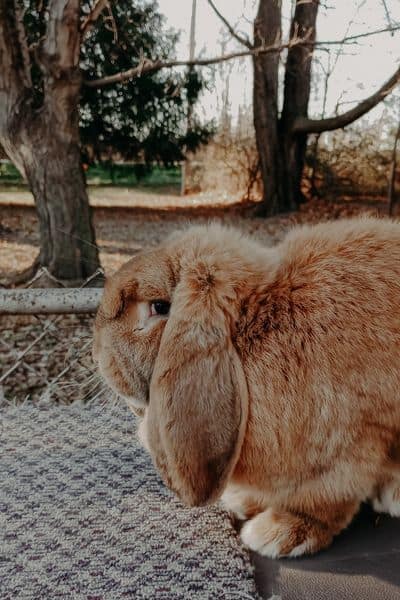 french lop male. How to tell a rabbits gender header image