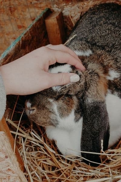 rabbit sitting in a nest box with someone's hand on her head.