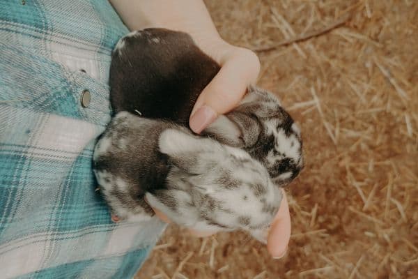 two week old baby rabbits