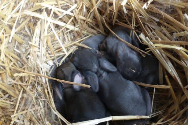 A young litter of baby rabbits